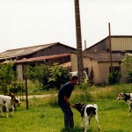 Les veaux de la ferme "La pouillotte" à Bonzée