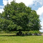 Paysage de campagne - Les vaches au repos