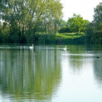 Cygnes sur le lac vert - Base de loisirs du Colvert