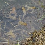Rencontre lors des promenades à la campagne : des grenouilles