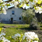 Cerisier en fleur - Gite le moulin aux champs