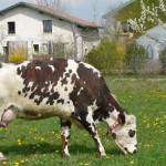 Derrière le gîte, les vaches paissent dans les prés