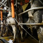 La traite laitière - Ferme bio en Meuse