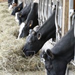 Les vaches broutent du foin