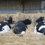 Vaches au repos dans le foin