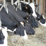 Nos vaches - Ferme laitière Bio "La Pouillotte" à Bonzée