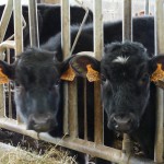 Nos vaches - Ferme laitière Bio "La Pouillotte" en Meuse