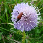 La Scabieuse des Bois - Fleur sauvage