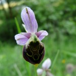 Orchidée sauvage : l'orchidée abeille - Meuse