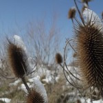 Chardons sous la neige - Gîte Meuse