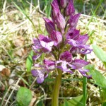 Orchidées sauvages - Côtes de Meuse