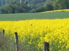 agriculture et glyphosate