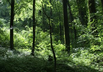 surprise en forêt