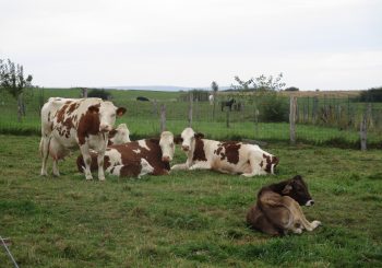 Nos fromagers de l’AMAP du Longeau