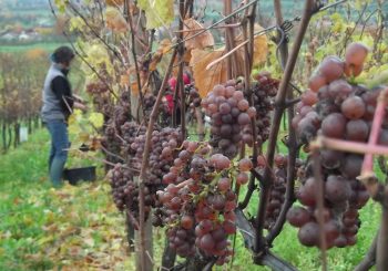 la vigne bêêle