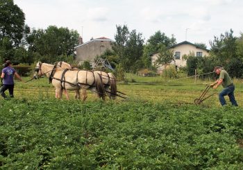 Travail du sol avec 2 chevaux au Moulin aux champs