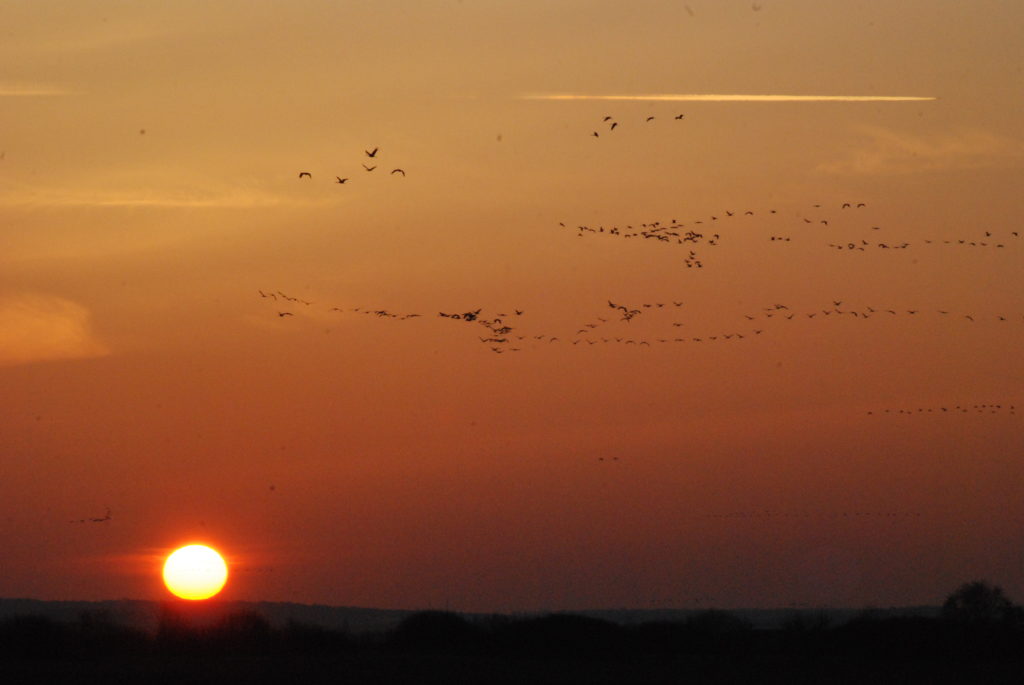 migration grues